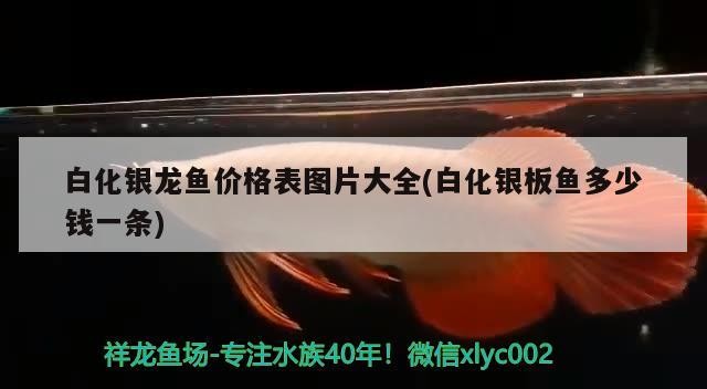 白化銀龍魚價(jià)格表圖片大全(白化銀板魚多少錢一條)