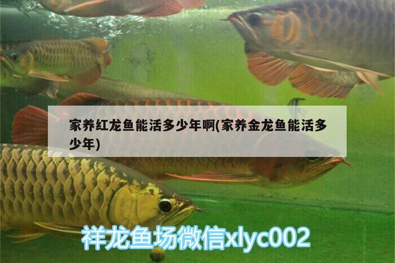 老虎魚圖片及價格：老虎魚圖片 價格多少