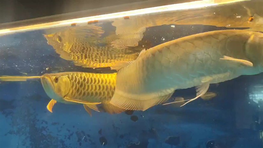 日常喂點飼料，加點餐