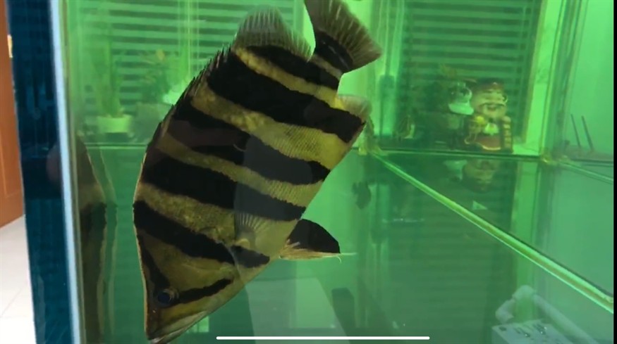 虎魚下了用了上野黃粉能撐多久？