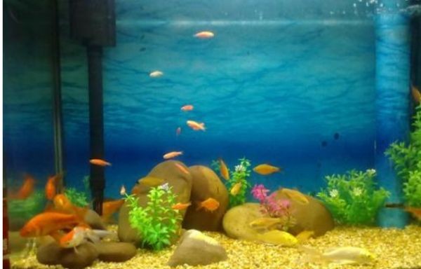 1米5的魚缸要放多少海鹽合適：1米5的魚缸要放多少海鹽合適養(yǎng)淡水魚還是海水魚