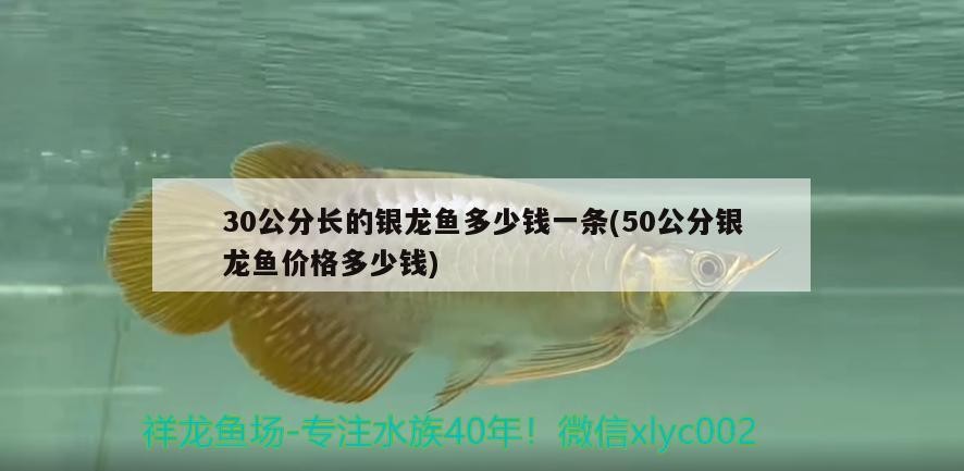 30公分長的銀龍魚多少錢一條(50公分銀龍魚價格多少錢)