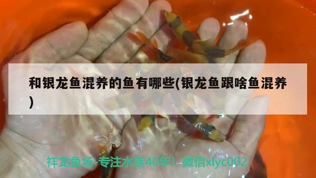 和銀龍魚混養的魚有哪些(銀龍魚跟啥魚混養)