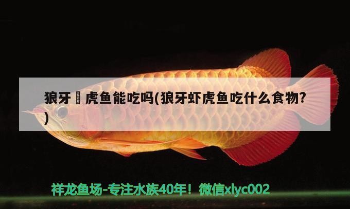 狼牙鰕虎魚能吃嗎(狼牙蝦虎魚吃什么食物？) 狼牙鰕虎魚能吃嗎(狼牙蝦虎魚吃什么食物？) 虎魚百科