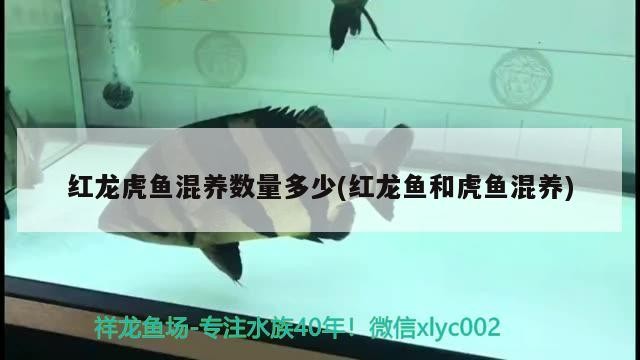 紅龍虎魚混養數量多少(紅龍魚和虎魚混養)