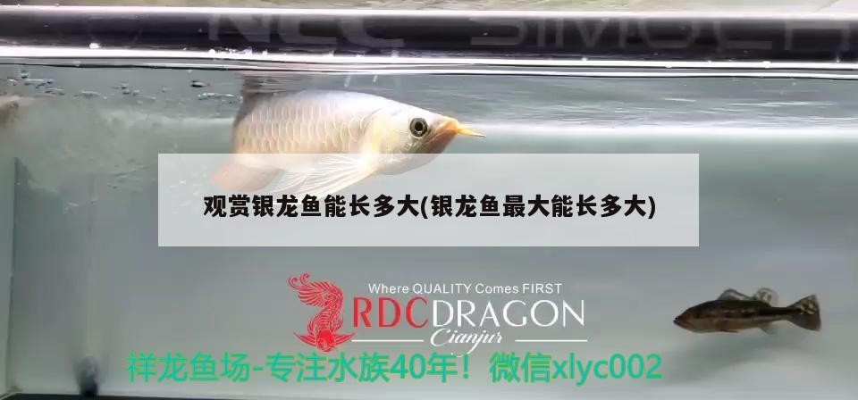 觀賞銀龍魚能長多大(銀龍魚最大能長多大)