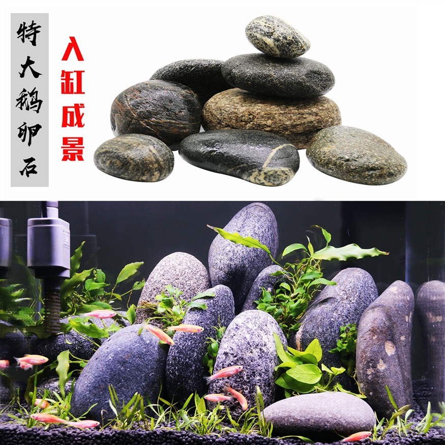 鵝卵石魚缸造景視頻：鵝卵石魚缸造景的養護技巧鵝卵石魚缸養護技巧
