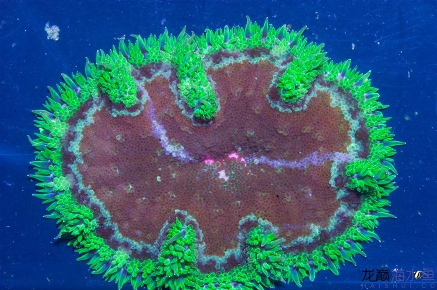 這個海葵略罕見啊 這個海葵略罕見啊 虎魚百科 第1張