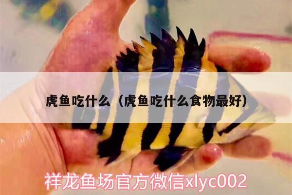 虎魚吃什么（虎魚吃什么食物最好） 虎魚吃什么（虎魚吃什么食物最好） 虎魚百科