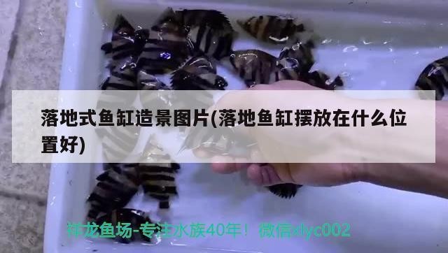 紅龍魚什么品牌最好養的（紅龍魚什么品牌最好養的魚）