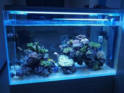 1.8米魚缸放多少慶大霉素：1.8米魚缸放多少慶大霉素，慶大霉素的使用方法