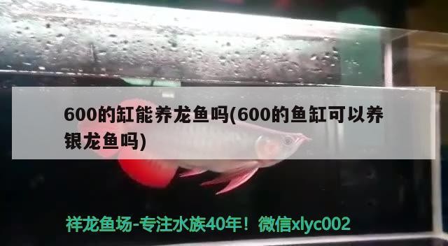 600的缸能養龍魚嗎(600的魚缸可以養銀龍魚嗎)