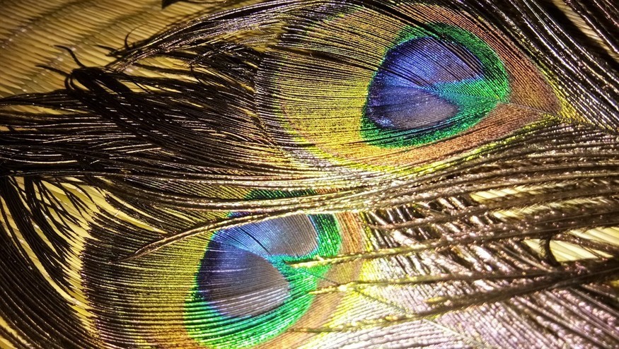 老虎魚魚圖片：老虎魚學名叫什么