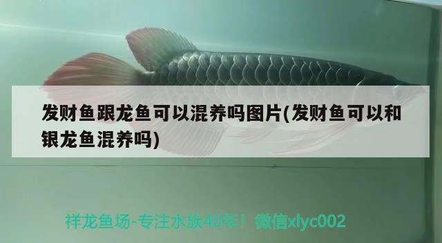 發(fā)財(cái)魚跟龍魚可以混養(yǎng)嗎圖片(發(fā)財(cái)魚可以和銀龍魚混養(yǎng)嗎)