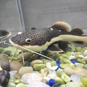 龍魚可以喂河魚嗎