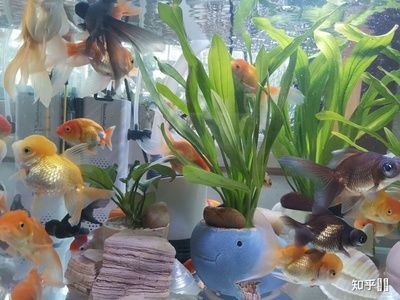 便宜的魚缸多少錢一個合適養魚：便宜的魚缸價格可以從幾十元到幾十元到幾百元不等 便宜的魚缸多少錢一個合適養魚：便宜的魚缸價格可以從幾十元到幾十元到幾百元不等 魚缸百科 第1張