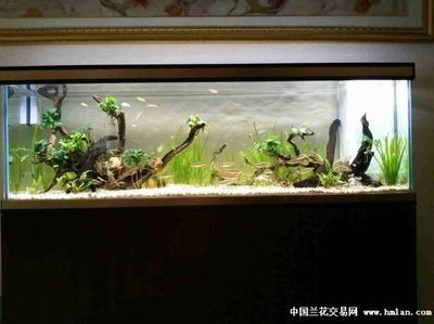 便宜的魚缸多少錢一個合適養魚：便宜的魚缸價格可以從幾十元到幾十元到幾百元不等 便宜的魚缸多少錢一個合適養魚：便宜的魚缸價格可以從幾十元到幾十元到幾百元不等 魚缸百科 第3張