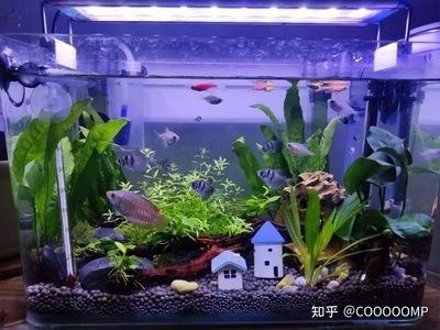 便宜的魚缸多少錢一個合適養魚：便宜的魚缸價格可以從幾十元到幾十元到幾百元不等 便宜的魚缸多少錢一個合適養魚：便宜的魚缸價格可以從幾十元到幾十元到幾百元不等 魚缸百科 第4張