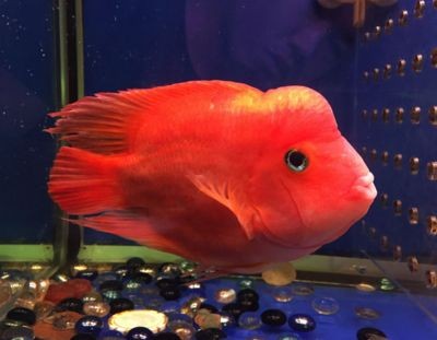白底白背景魚缸可以養財神魚嗎？：在白底白背景的魚缸中養財神魚的情況