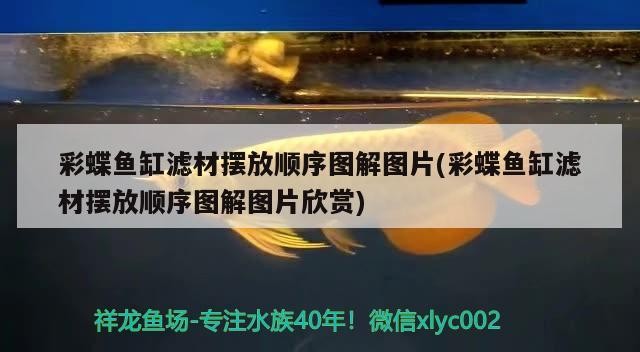泰北虎魚在云南哪里產，虎皮魚和虎魚區別
