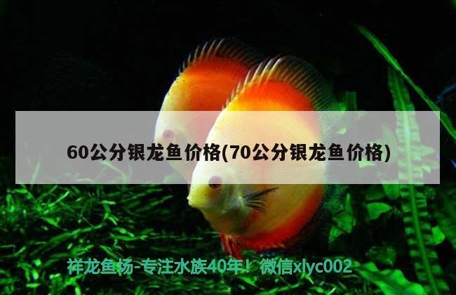 60公分銀龍魚價格(70公分銀龍魚價格)