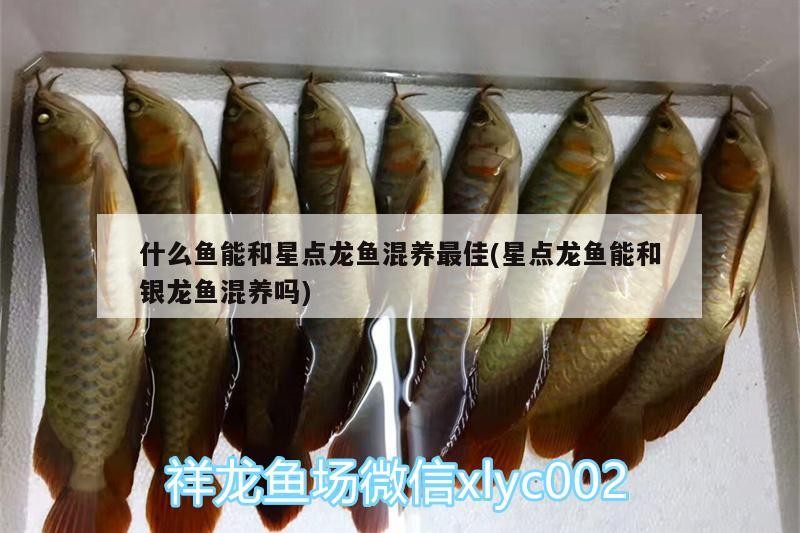 什么魚能和星點龍魚混養最佳(星點龍魚能和銀龍魚混養嗎) 什么魚能和星點龍魚混養最佳(星點龍魚能和銀龍魚混養嗎) 銀龍魚百科