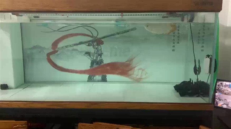 鞍山龍魚批發市場在哪(關于鞍山龍魚批發市場的問題) 觀賞魚百科 第1張 鞍山龍魚批發市場在哪(關于鞍山龍魚批發市場的問題) 鞍山龍魚批發市場在哪(關于鞍山龍魚批發市場的問題) 觀賞魚百科 第1張