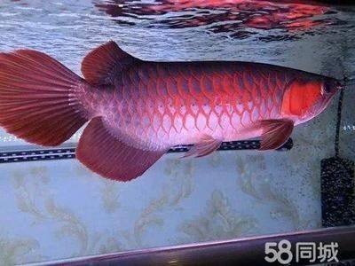 龍魚定期檢疫用什么