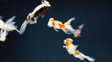 玻璃魚缸怎樣養金魚：在玻璃魚缸中養金魚的關鍵要點遵循這些要點