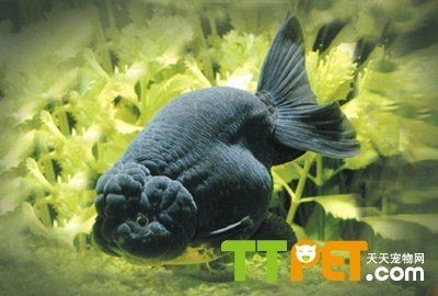 玻璃魚缸怎樣養金魚：在玻璃魚缸中養金魚的關鍵要點遵循這些要點