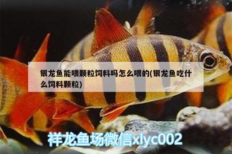 銀龍魚能喂顆粒飼料嗎怎么喂的(銀龍魚吃什么飼料顆粒) 銀龍魚能喂顆粒飼料嗎怎么喂的(銀龍魚吃什么飼料顆粒) 銀龍魚百科