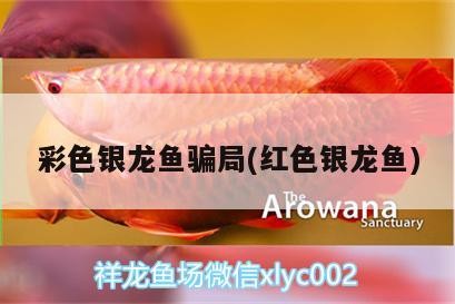 彩色銀龍魚騙局(紅色銀龍魚) 彩色銀龍魚騙局(紅色銀龍魚) 銀龍魚百科