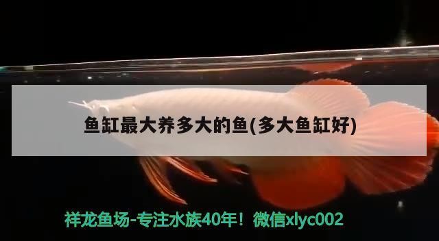 發財魚能和銀龍魚一起養嗎(發財魚能和銀龍魚一起養嗎)