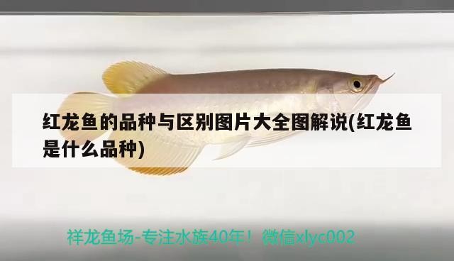 虎魚的正確飼養方法，虎魚人工繁殖虎魚的正確養殖方法有哪些