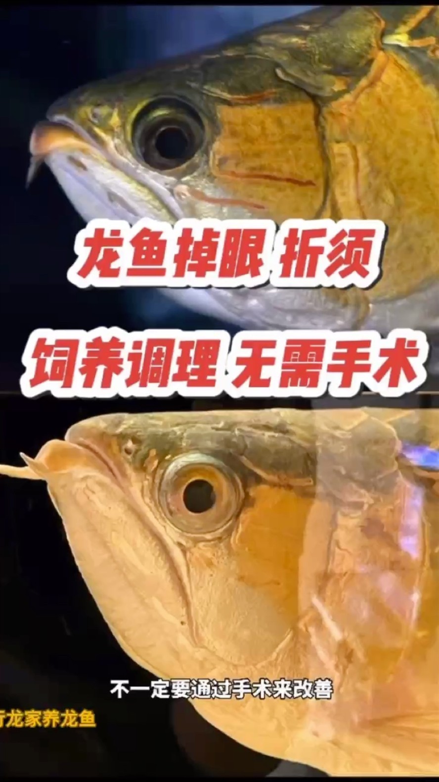 龍魚掉眼和折須飼養(yǎng)調(diào)理