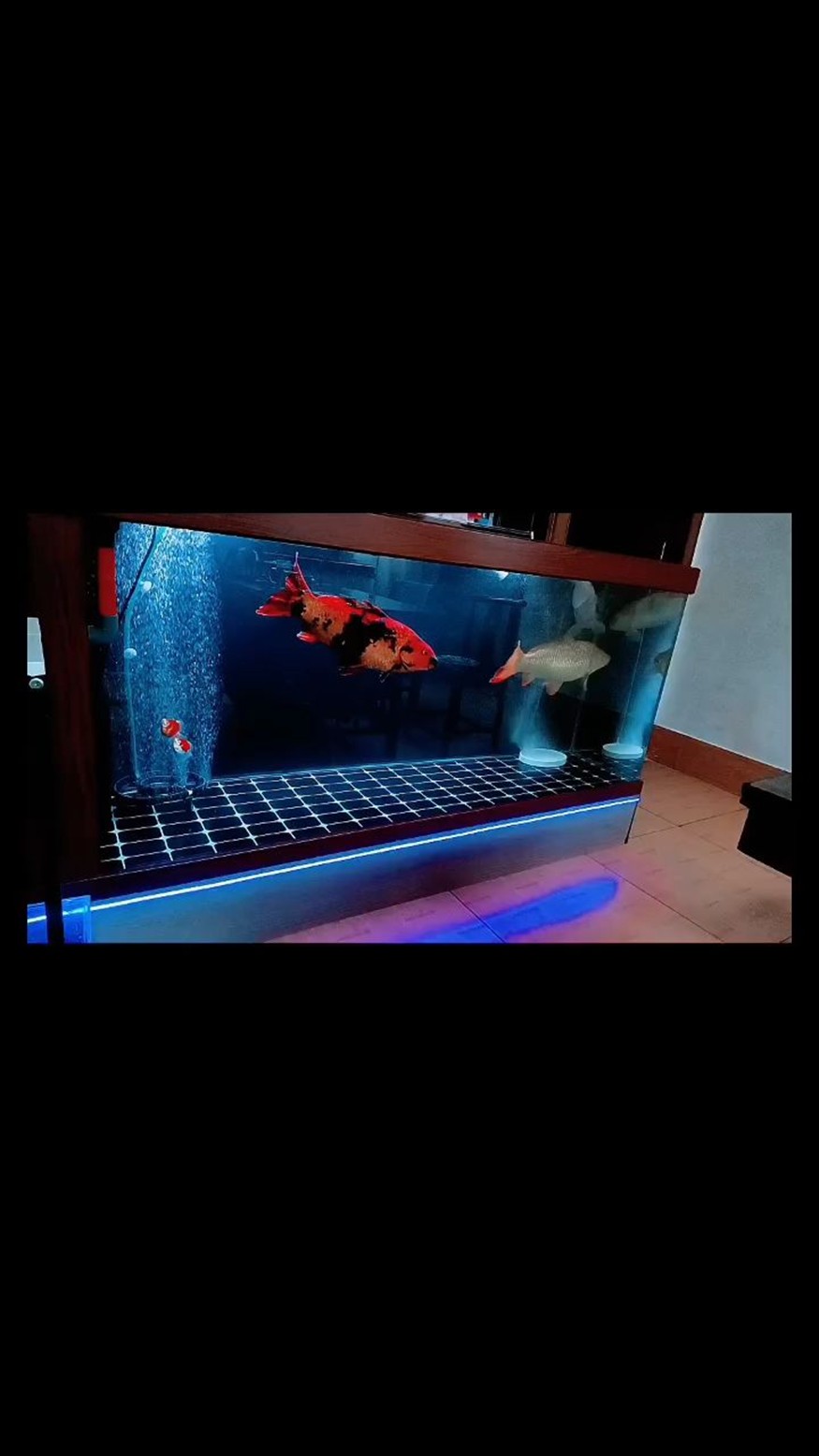 玻璃魚(yú)缸過(guò)濾器有用嗎安全嗎：魚(yú)缸過(guò)濾器的安全使用注意事項(xiàng)長(zhǎng)期開(kāi)啟魚(yú)缸過(guò)濾器