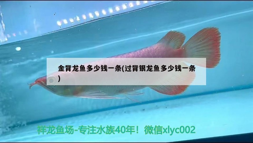 金背龍魚多少錢一條(過背銀龍魚多少錢一條)