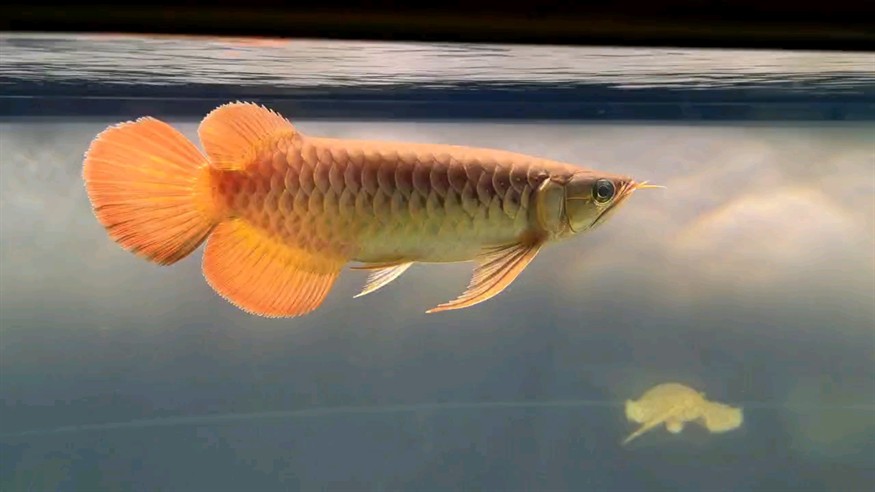 胸鰭下掛，誰也不怕！