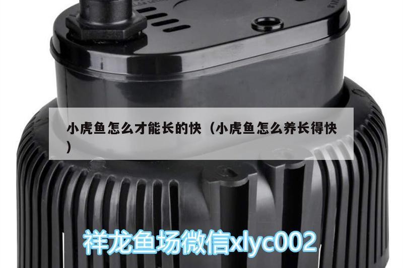 小虎魚怎么才能長的快（小虎魚怎么養長得快）