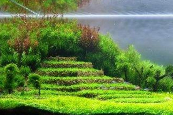 龍魚虎魚魟魚混養怎么喂食（龍魚虎魚魟魚混養視頻）