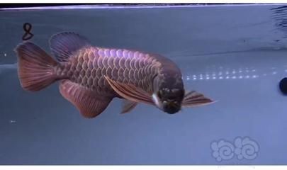 藍(lán)底過背好還是金底過背龍魚好看 藍(lán)底過背好還是金底過背龍魚好看 龍魚百科 第1張