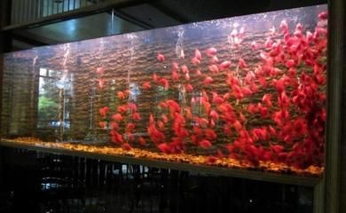 大魚缸配件都需要什么材料：制作一個大魚缸不僅需要考慮缸體的材質(zhì)和尺寸還需要考慮各種配件和裝飾材料