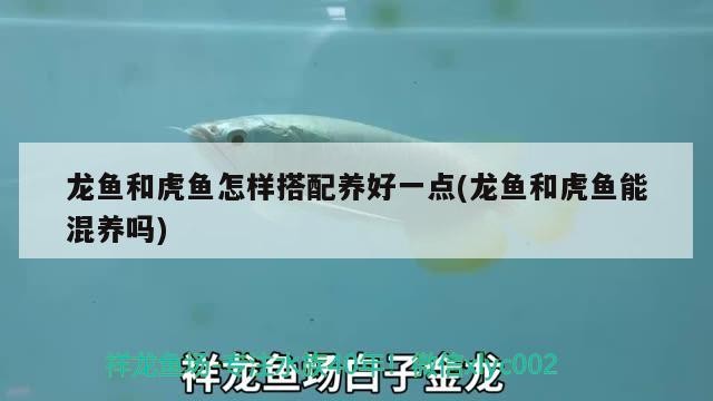 龍魚和虎魚怎樣搭配養好一點(龍魚和虎魚能混養嗎)