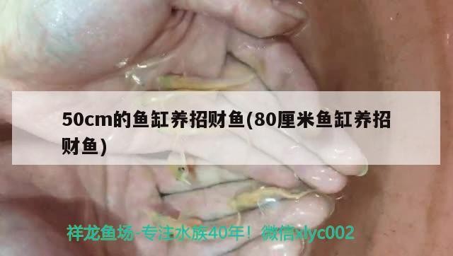 泰國虎魚跟印尼虎魚區(qū)別在哪里，泰虎魚什么水魚