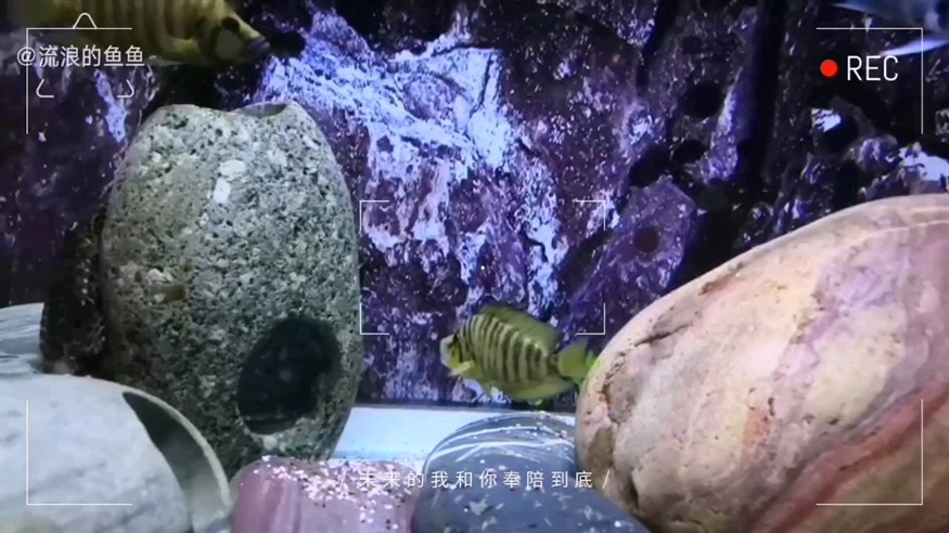 馬里奧終于發色了