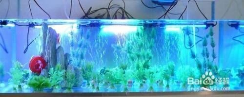 大魚缸怎么把水抽干凈：如何將大魚缸中的水抽干凈的方法有效地將大魚缸中的水抽干凈