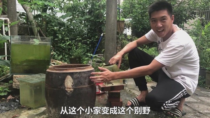 奶茶雷龍魚配對需要注意什么事項和細節描述