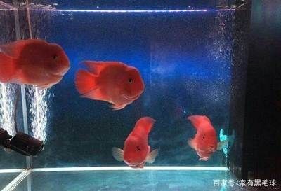 大點(diǎn)的魚缸：如何選擇一個(gè)合適的大型魚缸