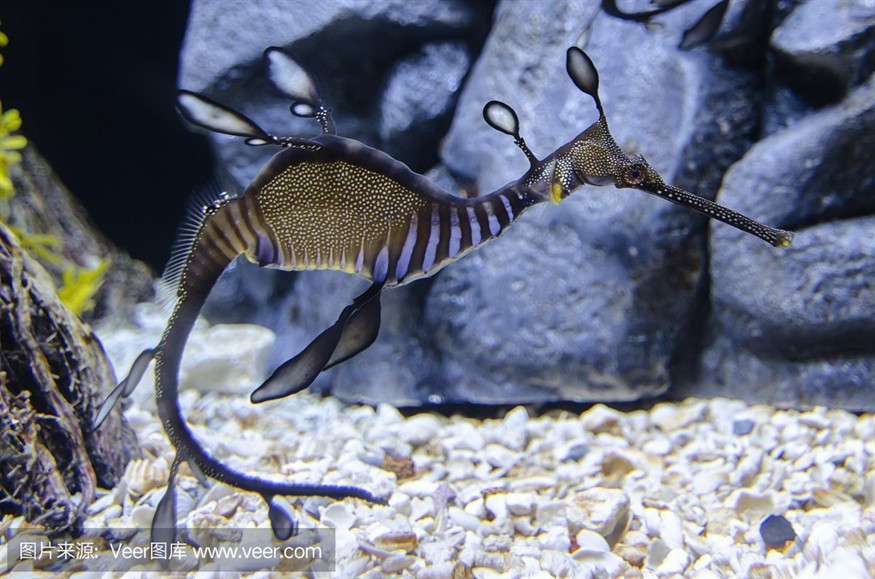 大洋水族魚缸廠家：大洋水族魚缸廠家基本概況