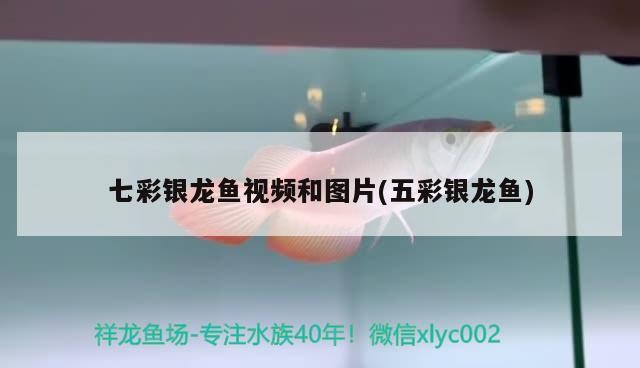 七彩銀龍魚視頻和圖片(五彩銀龍魚)
